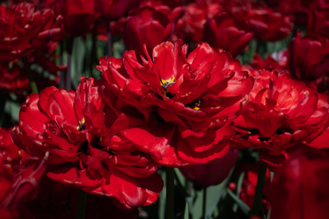 Massif de fleurs planté en Alsace