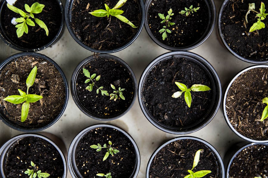 Plantation de jeunes végétaux par un paysagiste